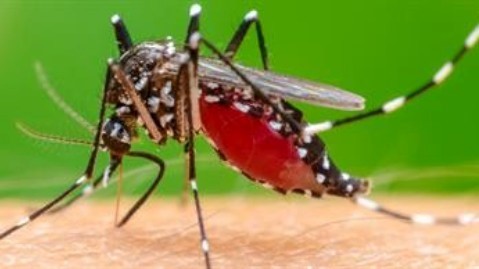 Bệnh Chikungunya có nguy cơ xâm nhập vào nước ta