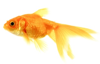 Cá vàng có khả năng ăn bọ gậy sốt xuất huyết tốt nhất 