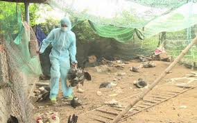 Một số địa phương xuất hiện ổ dịch cúm gia cầm H5N6 