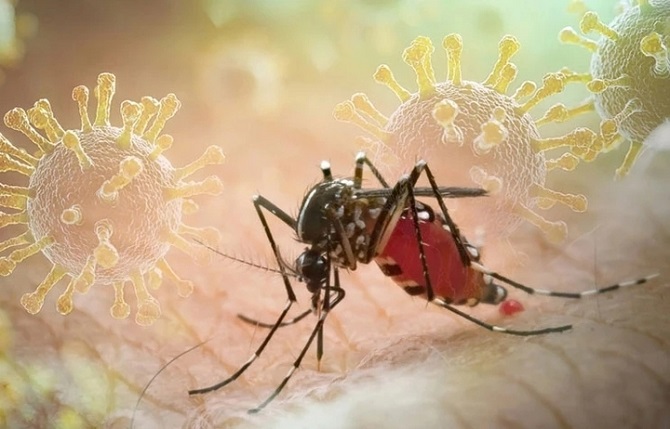Triển khai các giải pháp tăng cường phòng chống bệnh Chikungunya